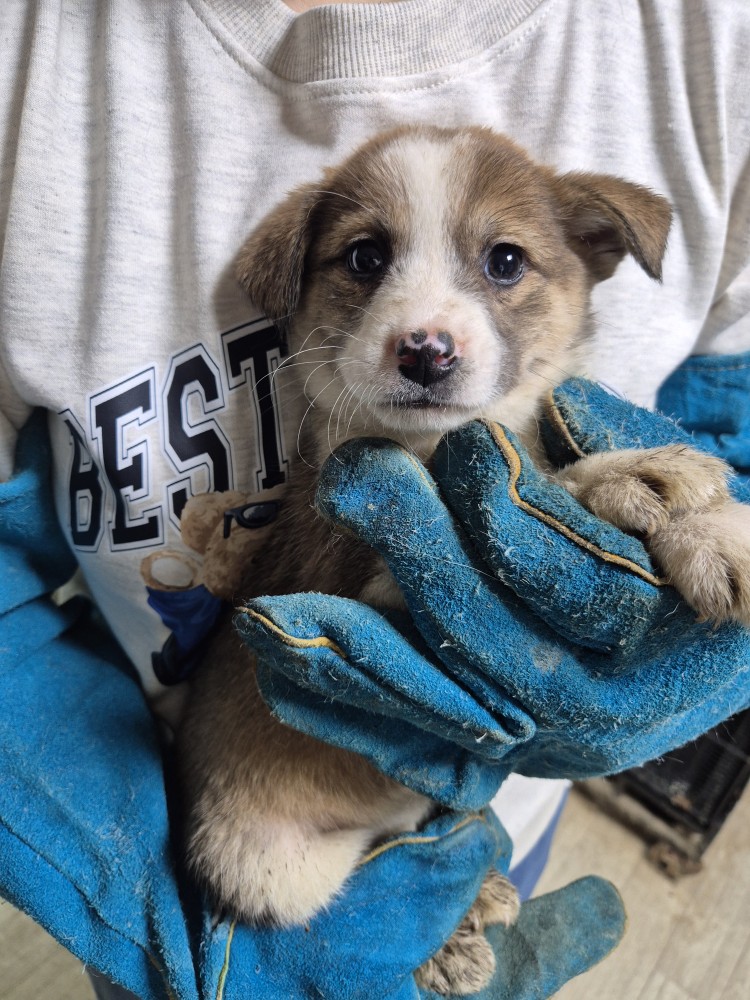 종료(입양) 믹스견…