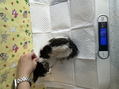 보호중 믹스묘의 가…