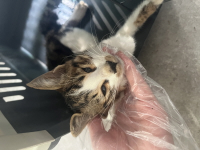 종료(자연사) 믹스…