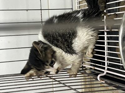 (사)동부동물보호협회_426330202500411