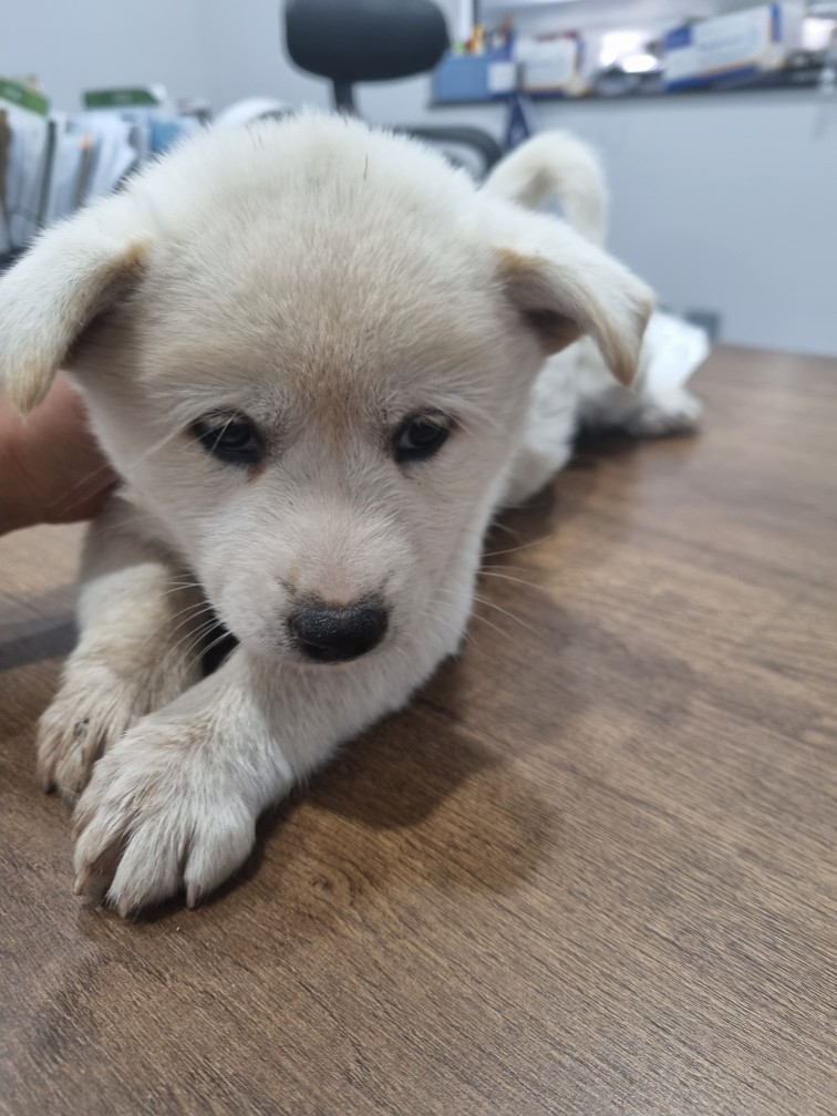 보호중 진도견의 가…