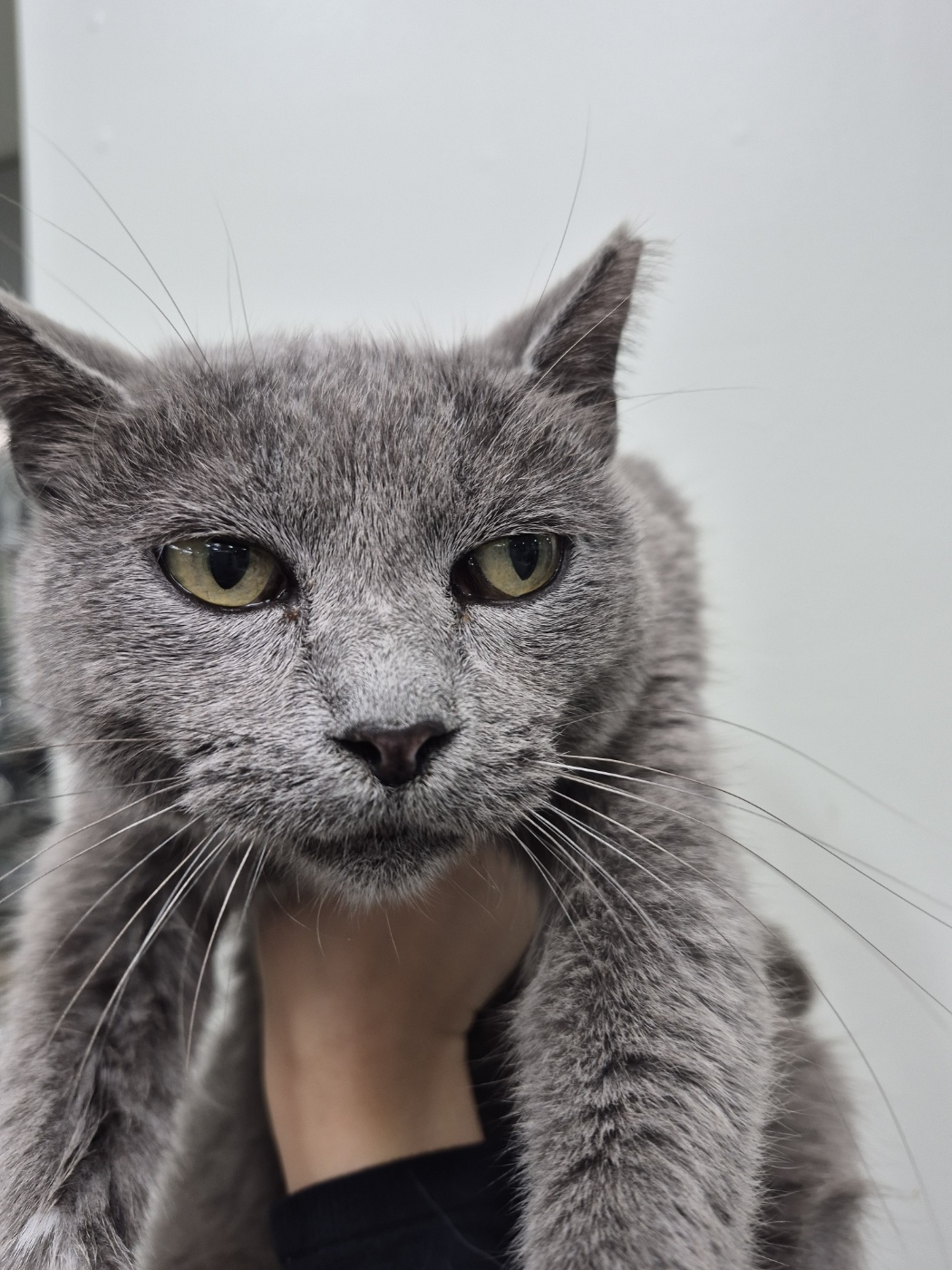 전북 전주 완산구에서 러시안 블루 발견 보호