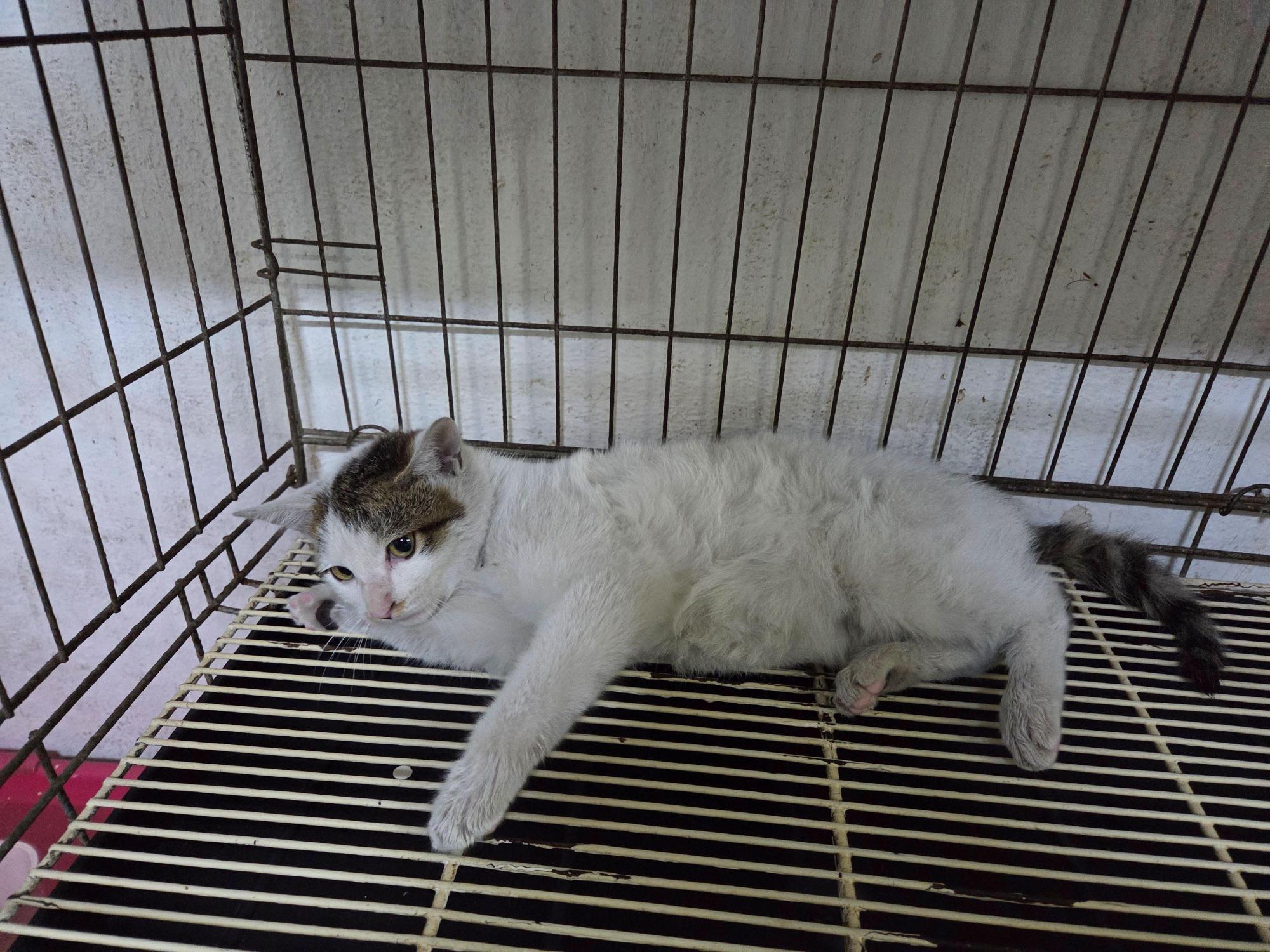 대구시수의사회(보경)_427343202501042