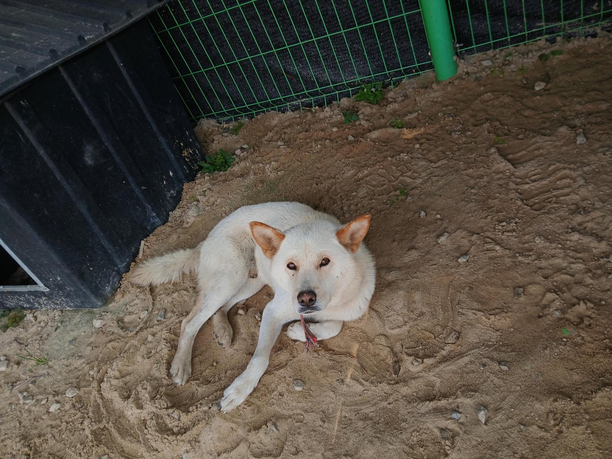 완주군유기동물보호소_445472202500636