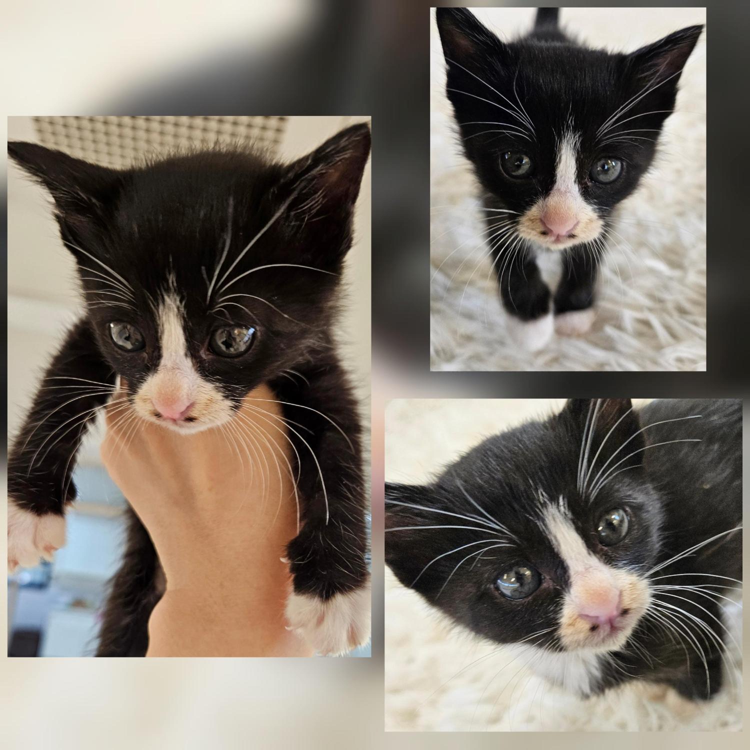 종료(입양) 한국 …