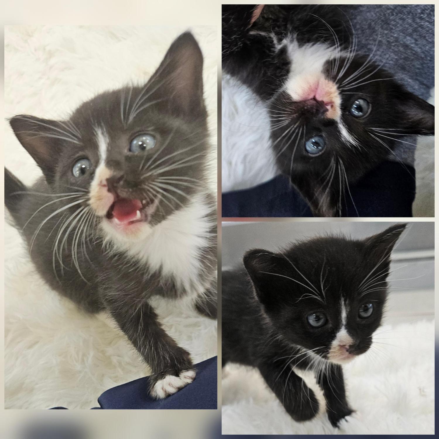 경주동물사랑보호센터_447505202501543