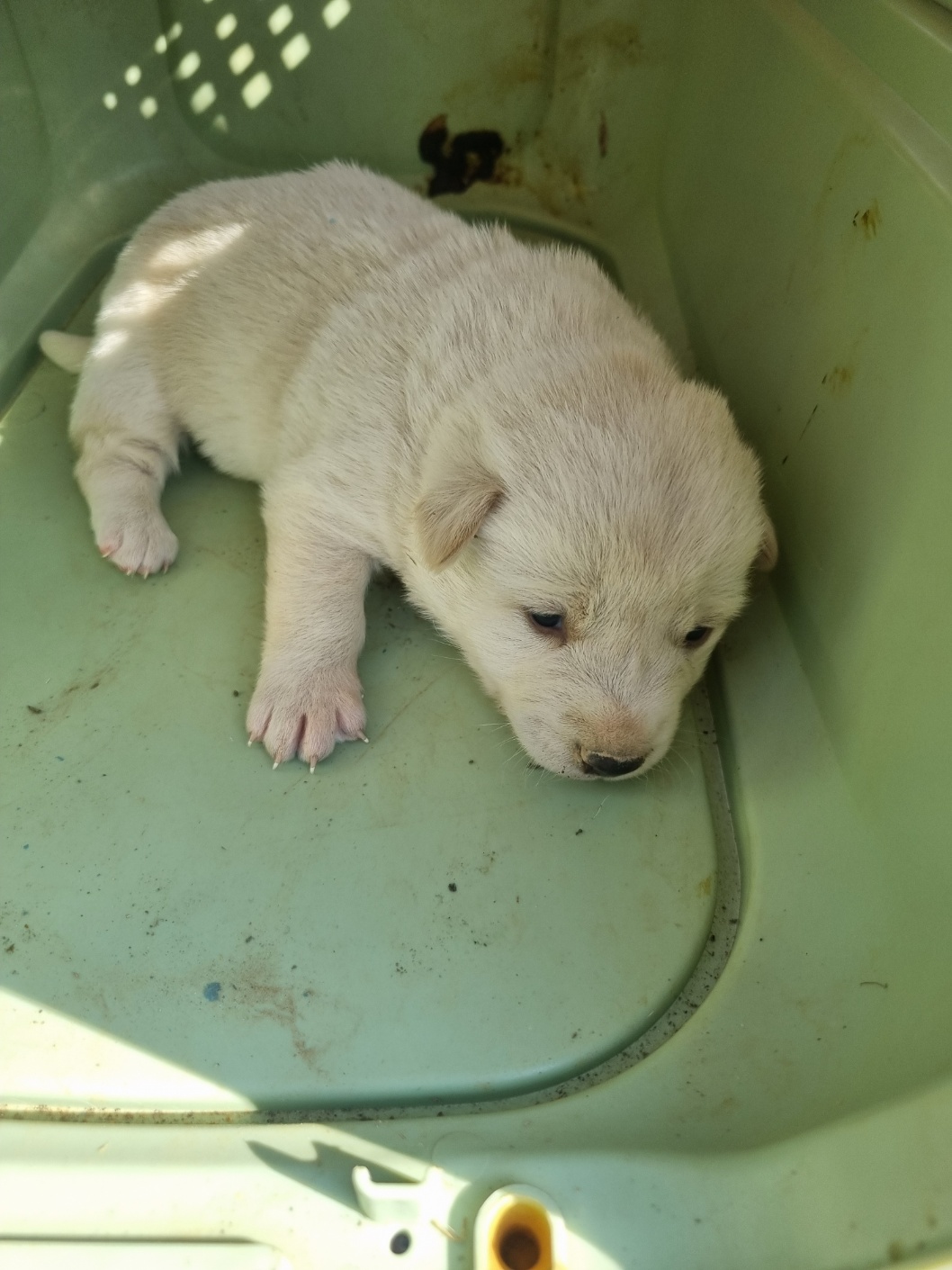 부안군 동물보호센터_445479202501186