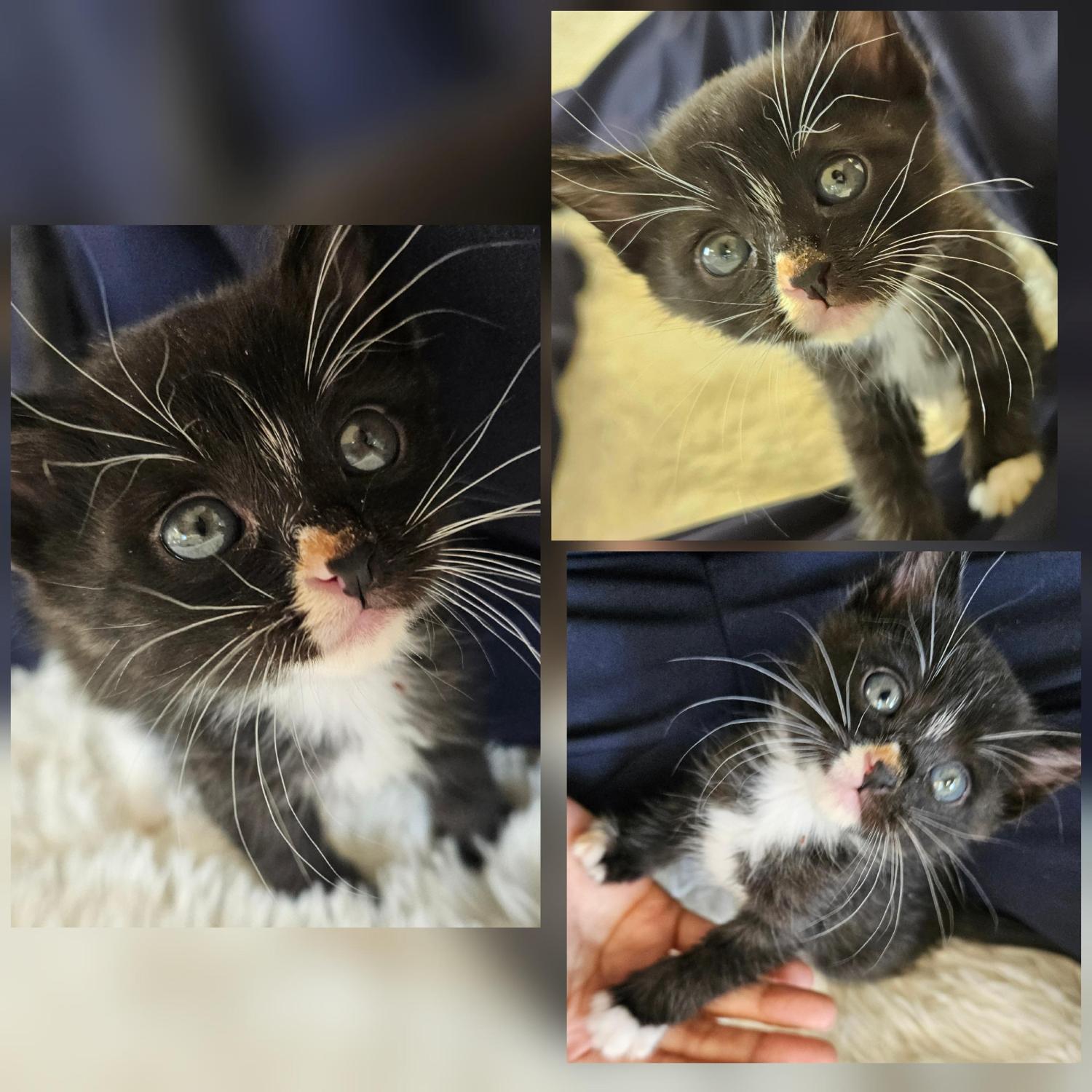 경주동물사랑보호센터_447505202501547