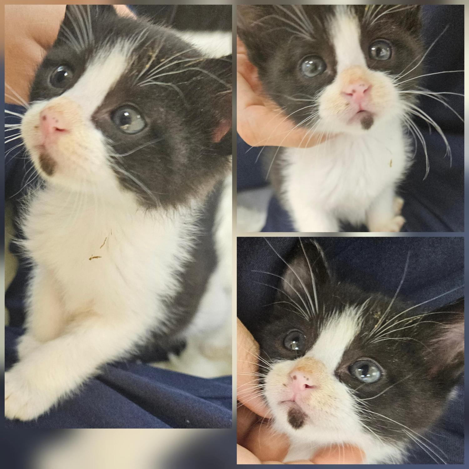 종료(입양) 한국 …