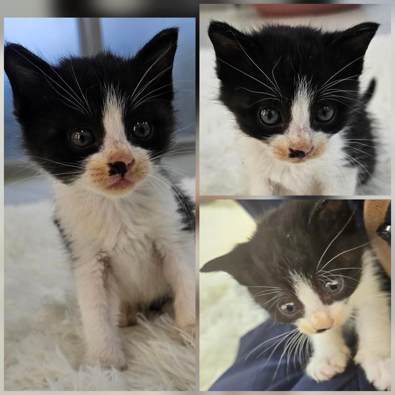 경주동물사랑보호센터_447505202501544