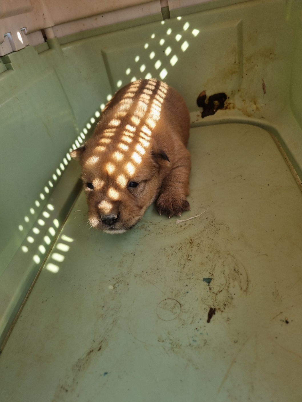 부안군 동물보호센터_445479202501188