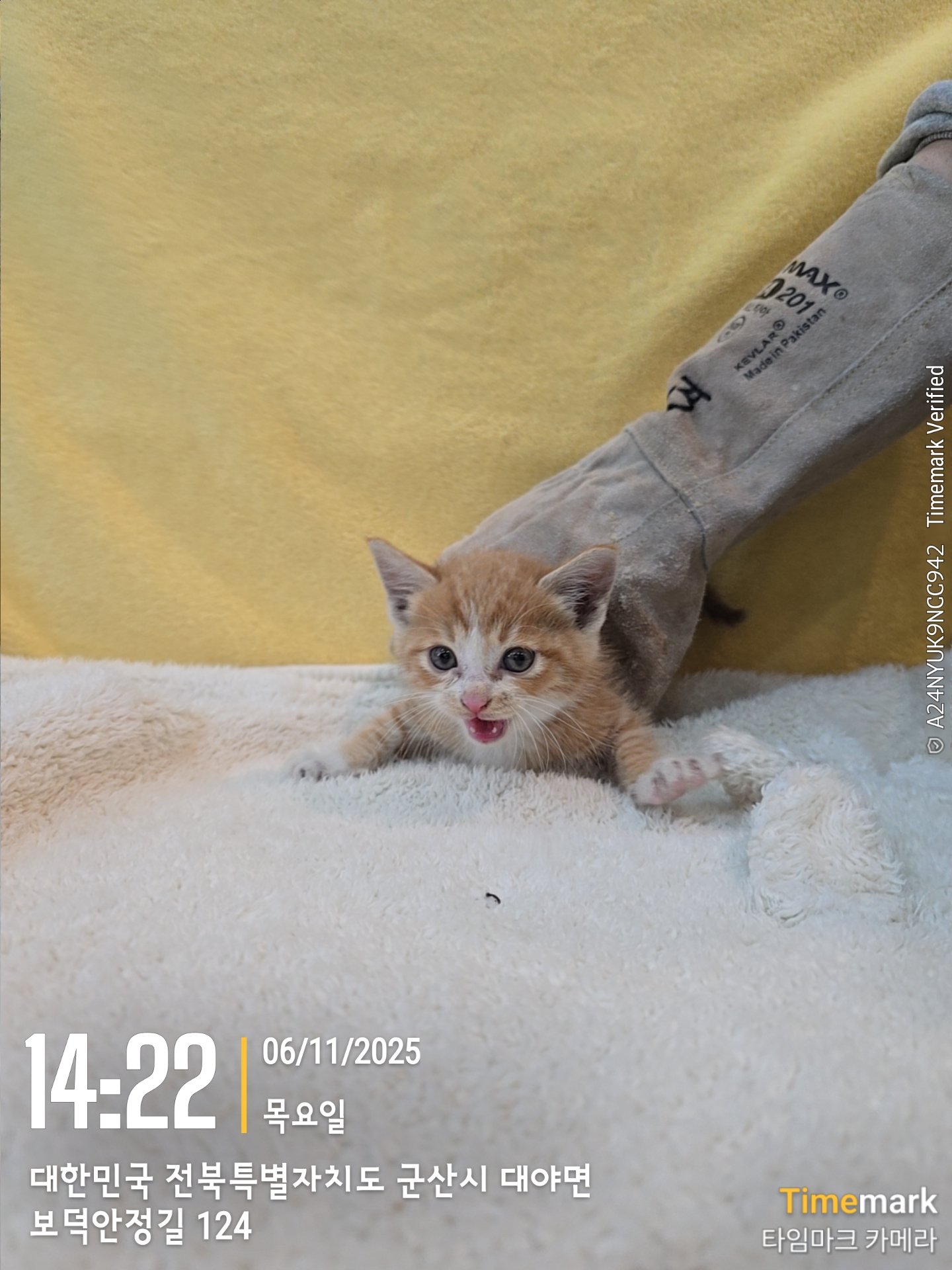 군산유기동물보호센터_445467202502237