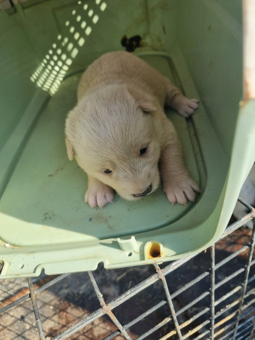 부안군 동물보호센터_445479202501187