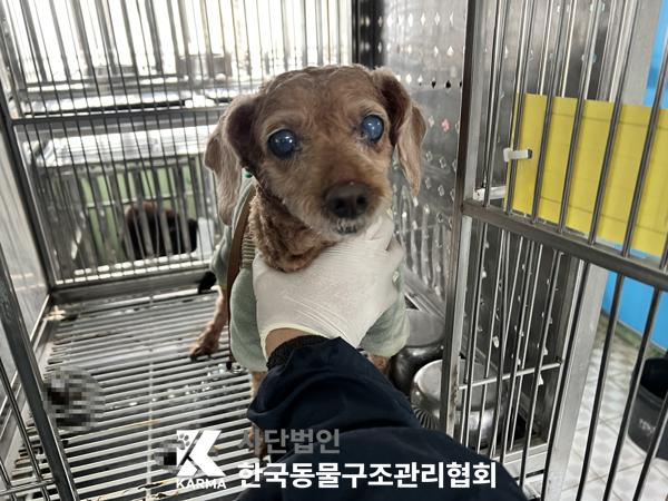 보호중 푸들의 가족…