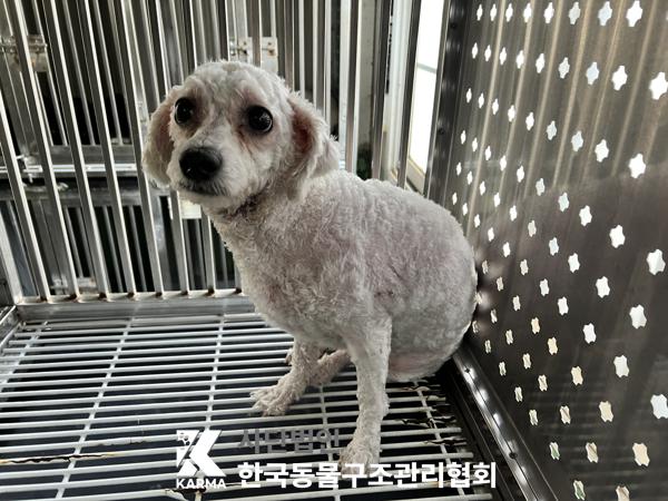 보호중 푸들의 가족…