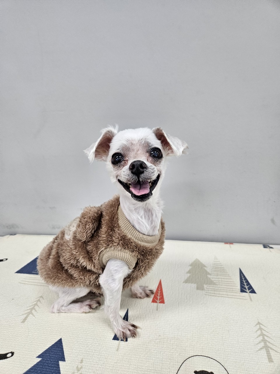 보호중 말티즈의 가…