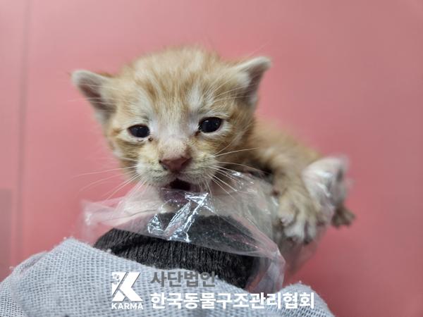 종료(자연사) 한국…