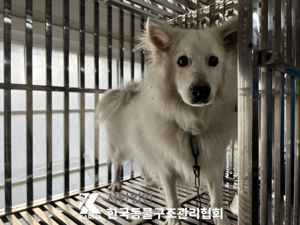 보호중 스피츠의 가…