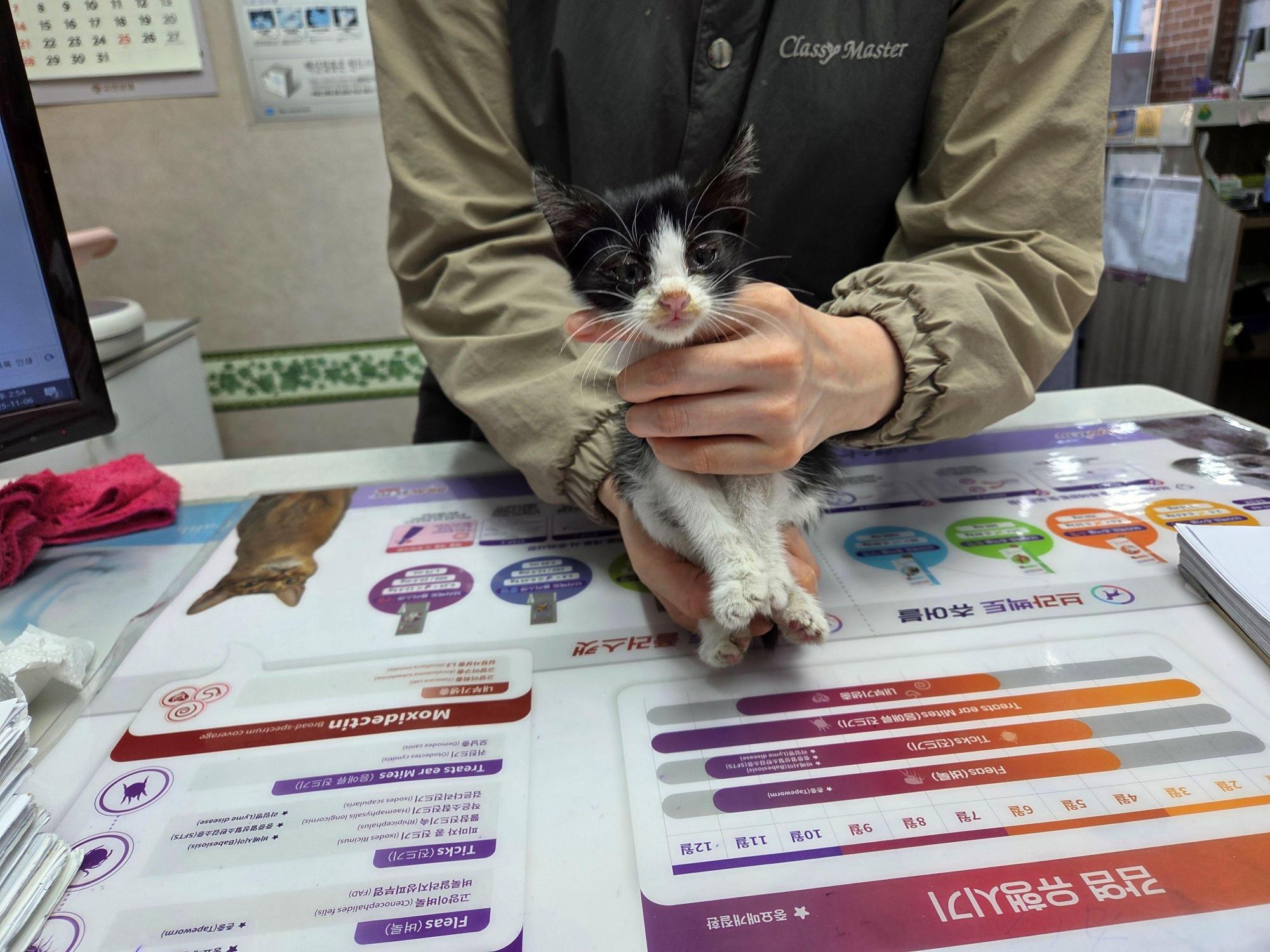 대구시수의사회(보경)_427343202501044