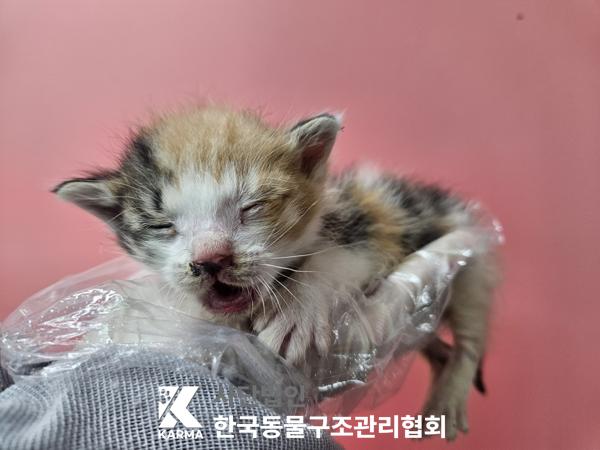 한국동물구조관리협회_411304202500614