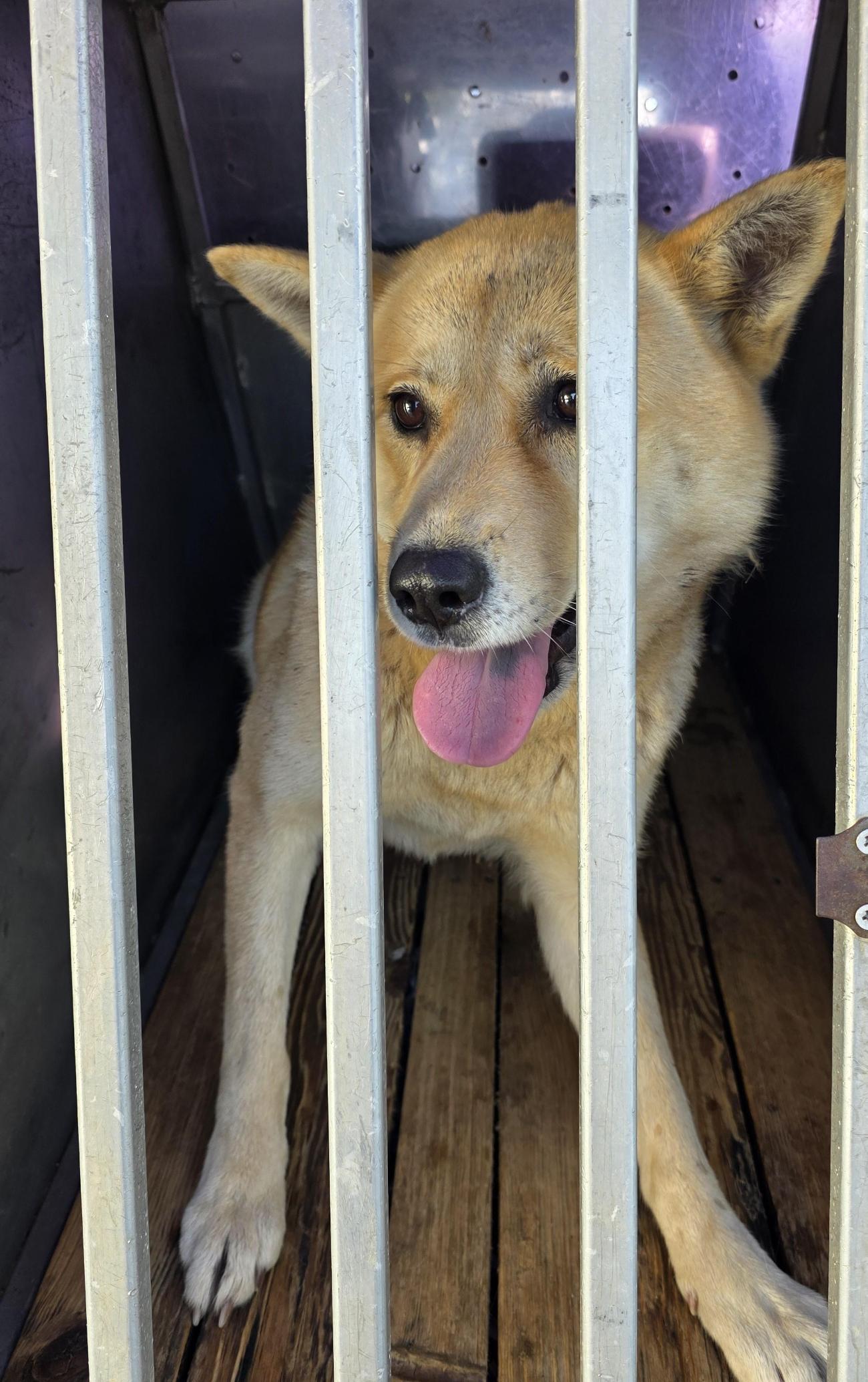 종료(입양) 믹스견…