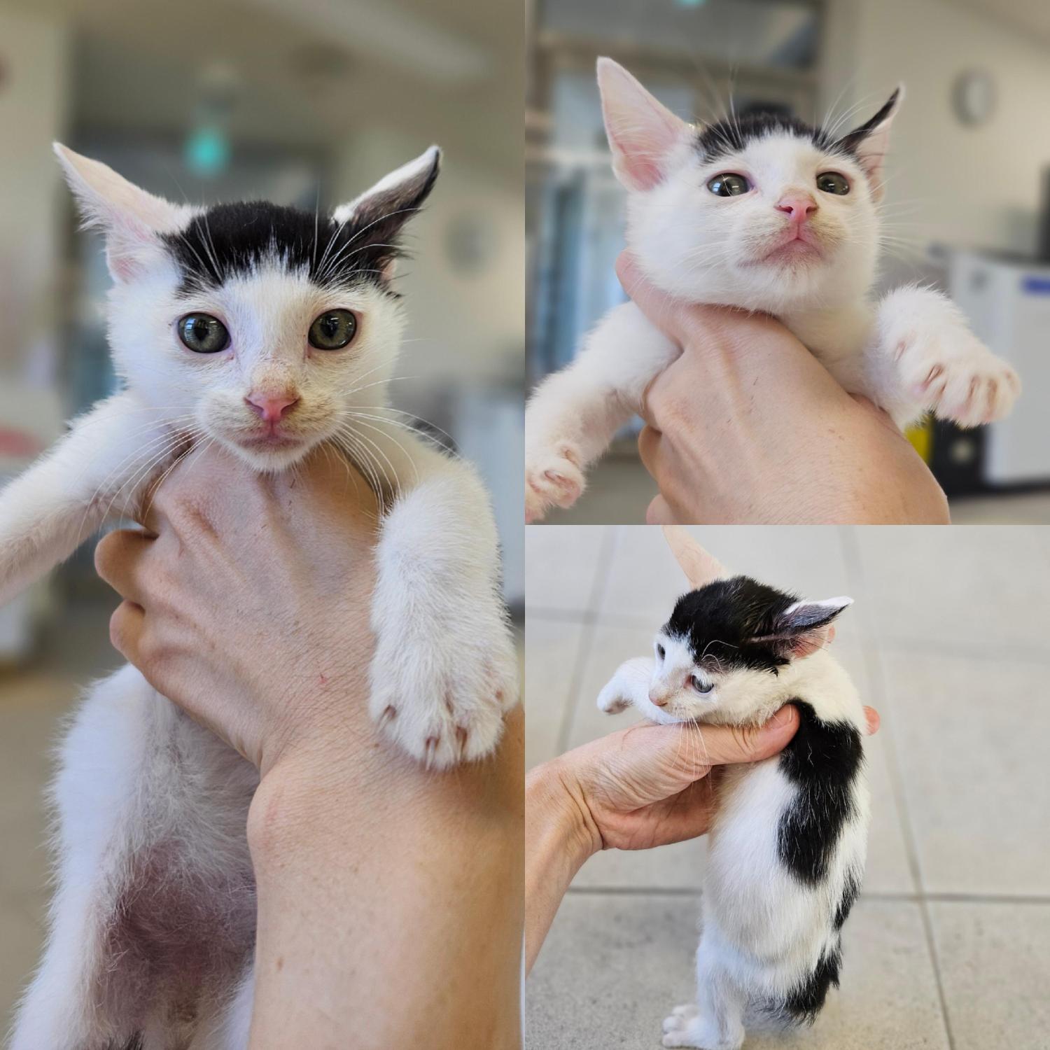 경주동물사랑보호센터_447505202501550