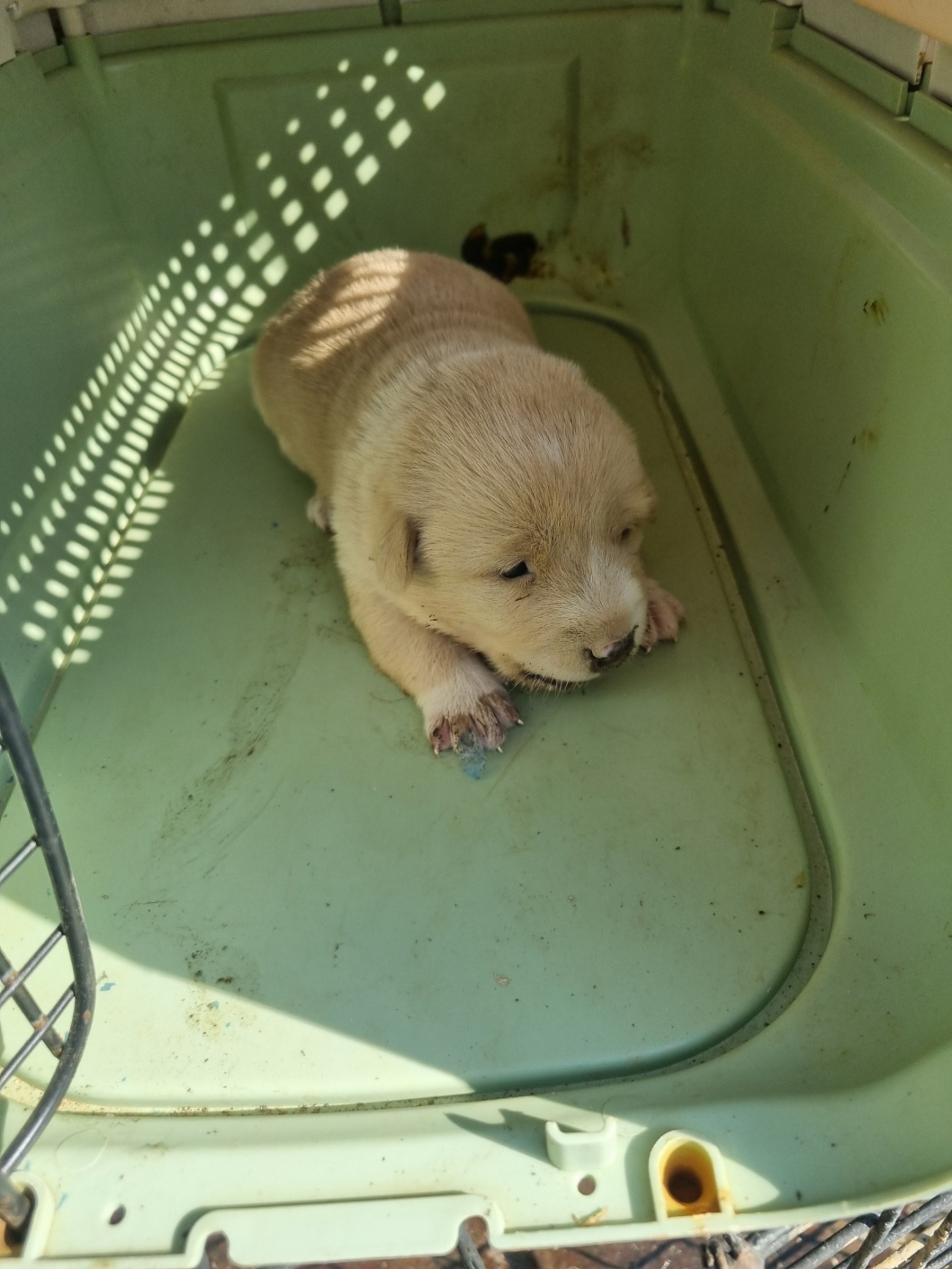 부안군 동물보호센터_445479202501189