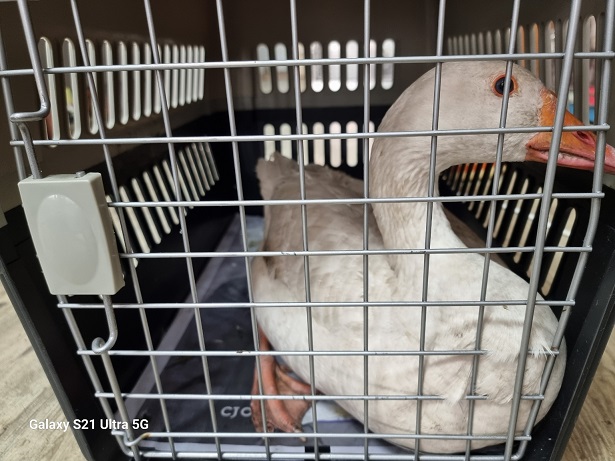 종료(입양) 기타축…