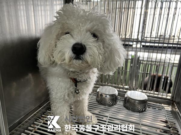 보호중 비숑 프리제…