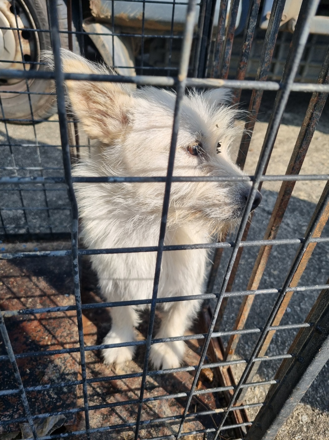 부안군 동물보호센터_445479202501191