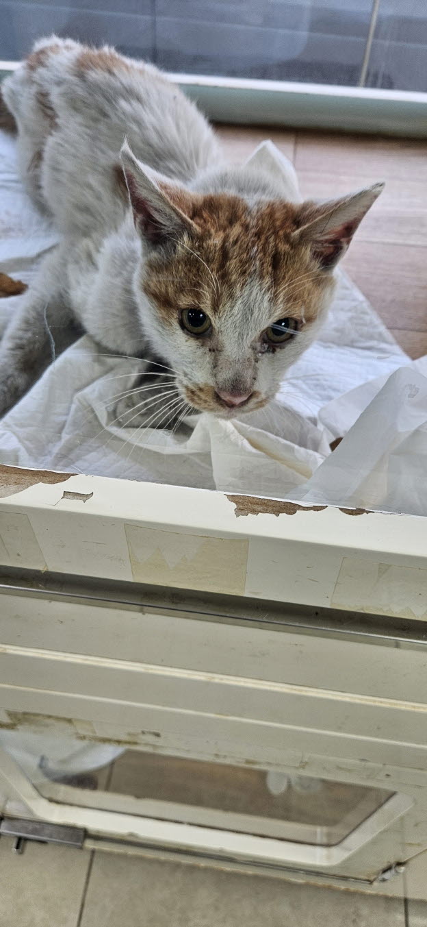 보호중 한국 고양이…