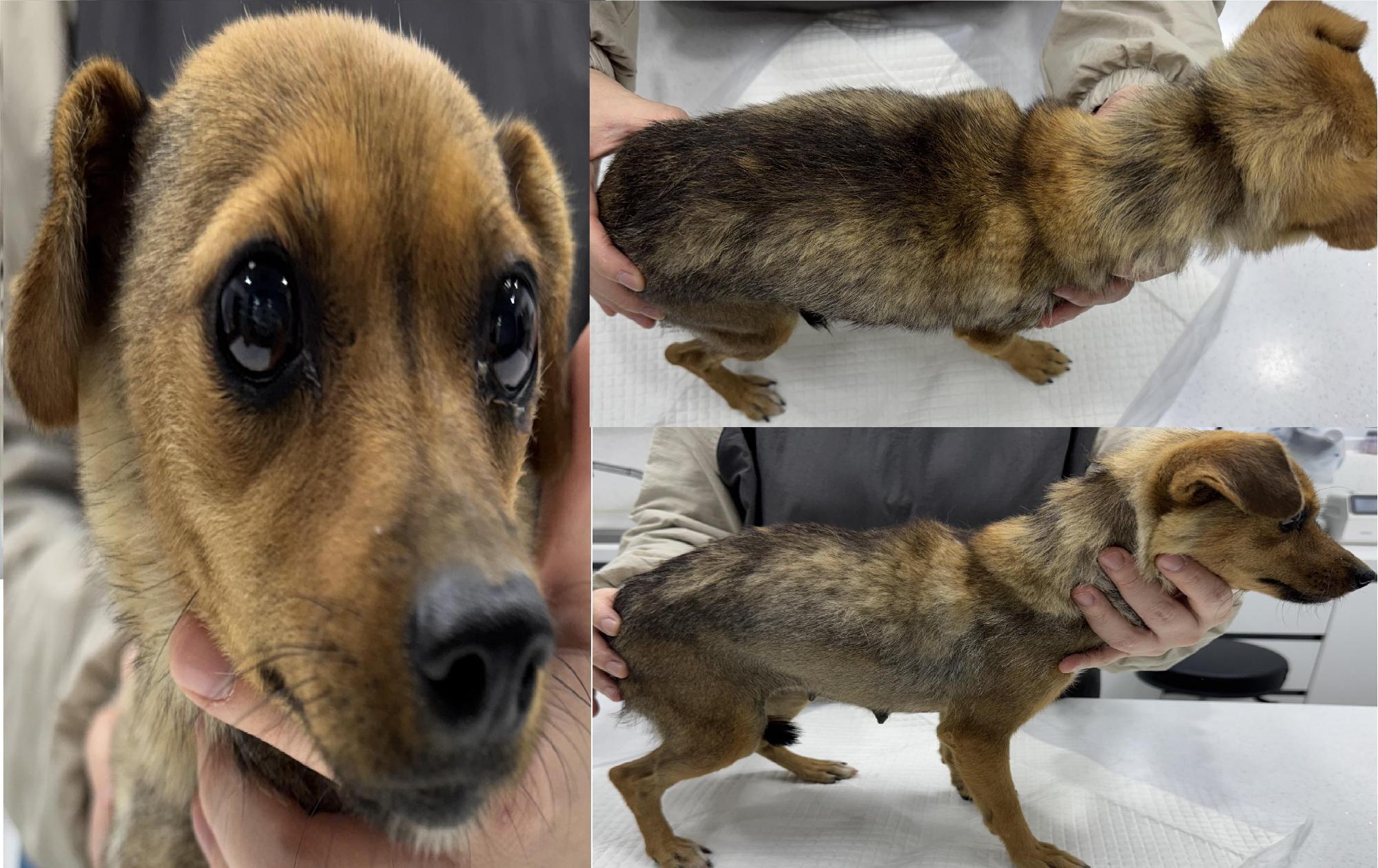 서산시 동물보호센터_444453202501342