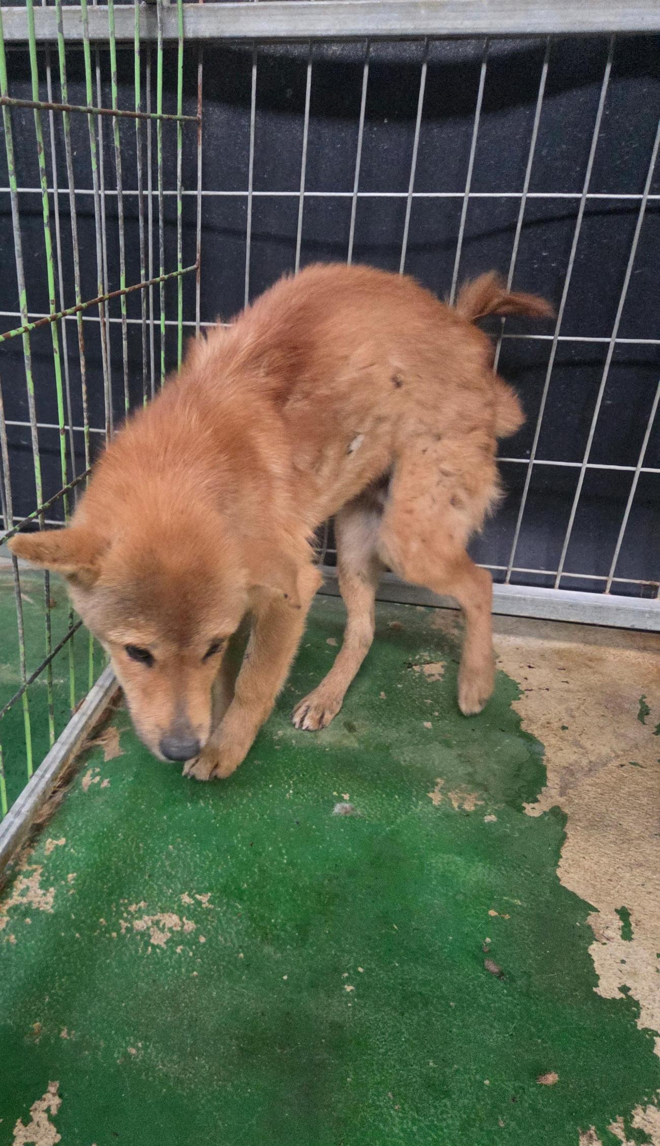 나주유기동물보호센터_446483202501829