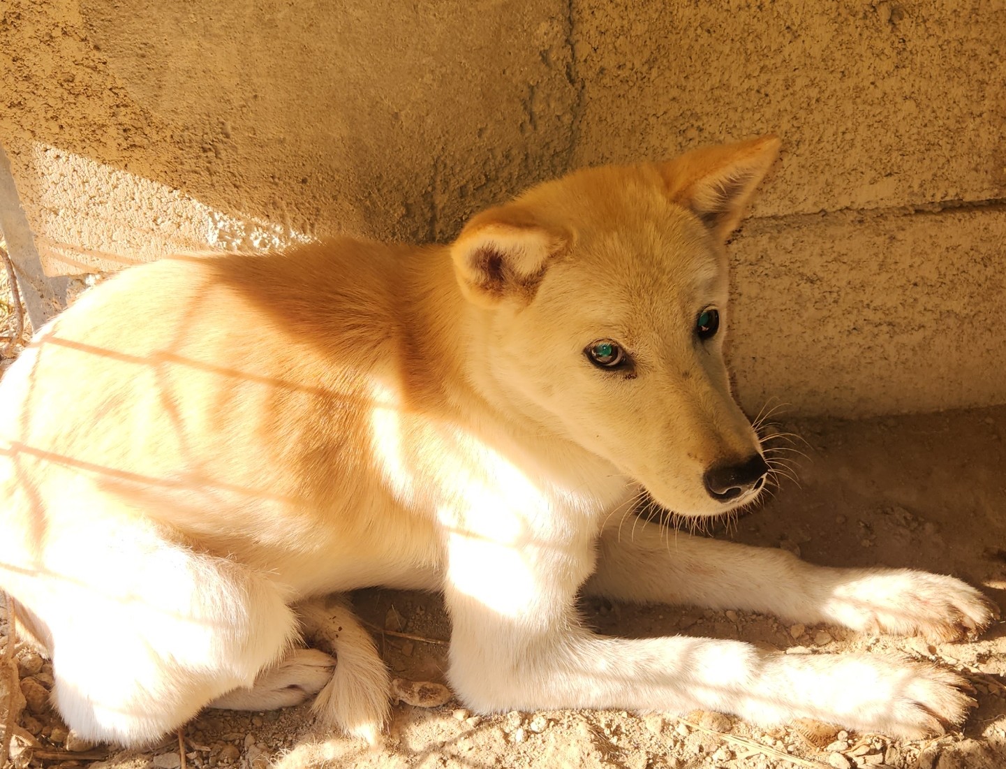 강진군 유기견 보호소_446492202500177