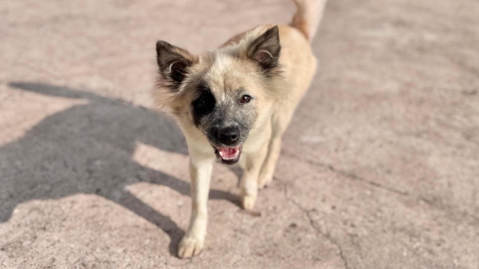 상주시 동물보호센터_447511202501394