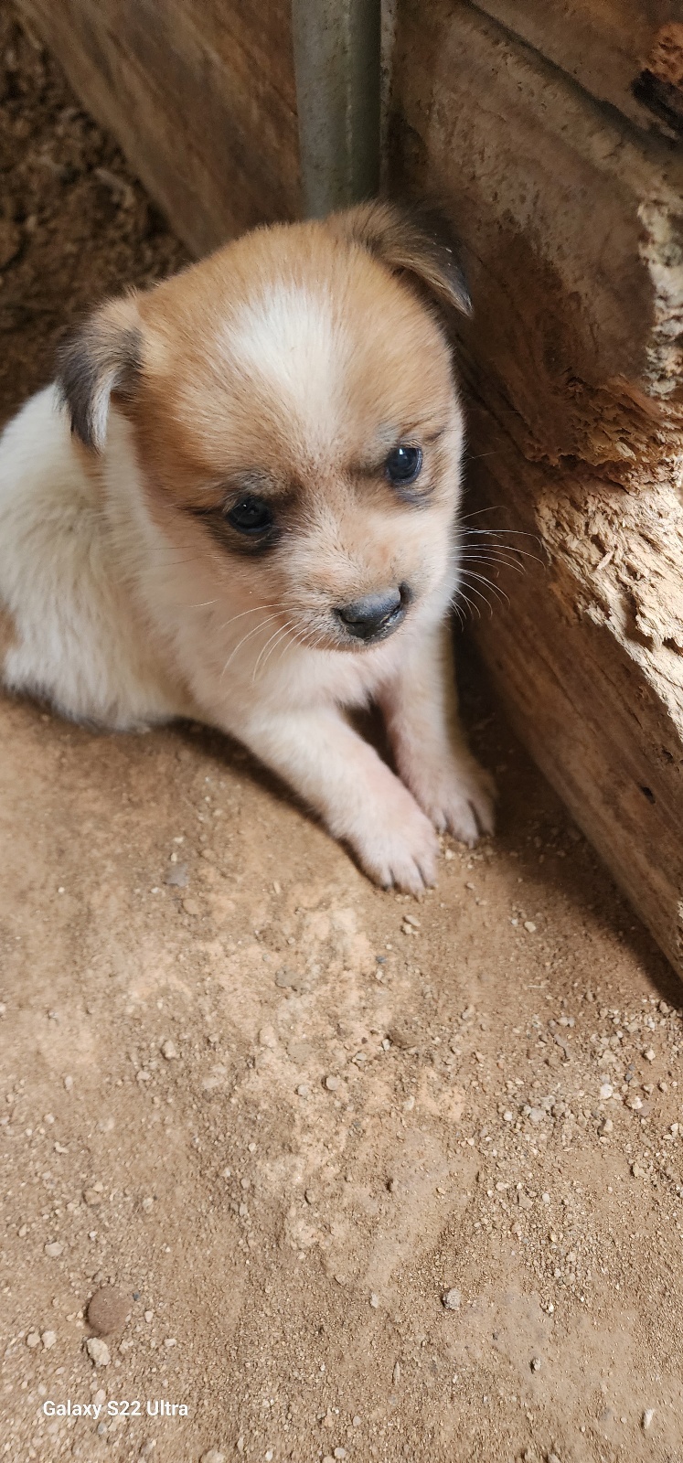 보호중 믹스견의 가…