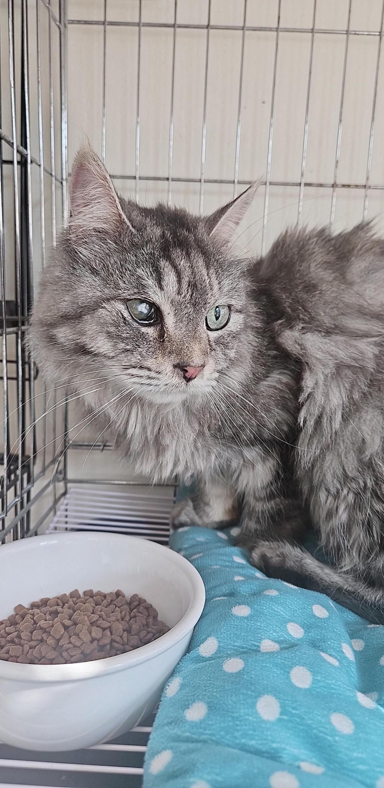 아산동물복지지원센터_444452202502143