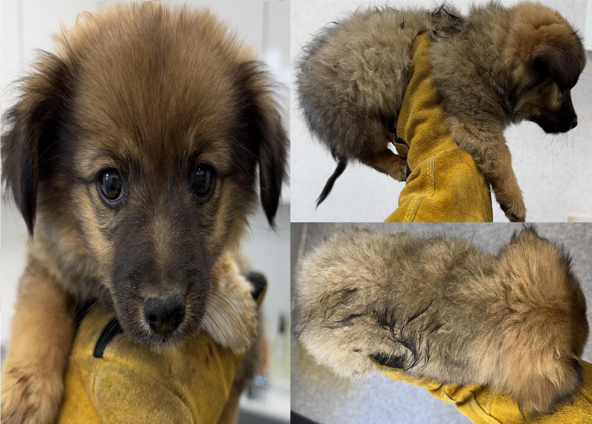 서산시 동물보호센터_444453202501343