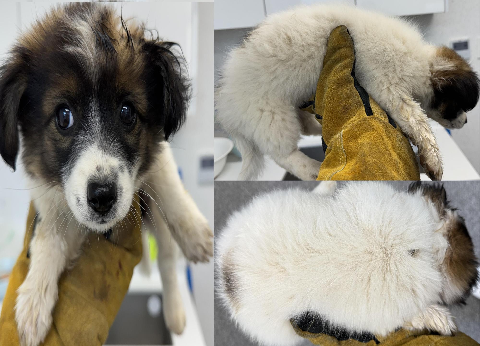 서산시 동물보호센터_444453202501344