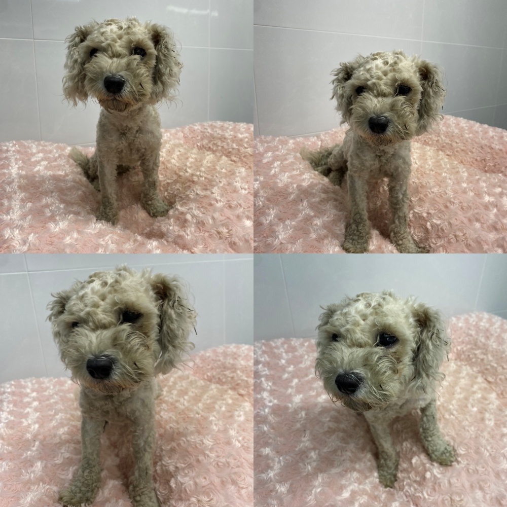 구미시 동물보호센터_447508202501551