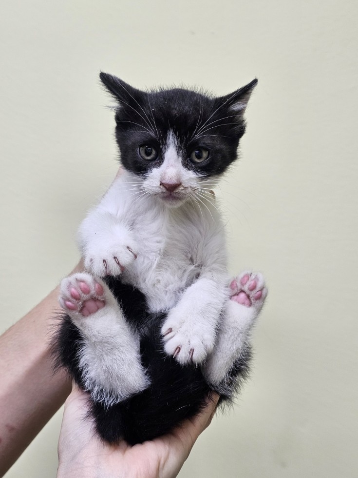 보호중 한국 고양이…