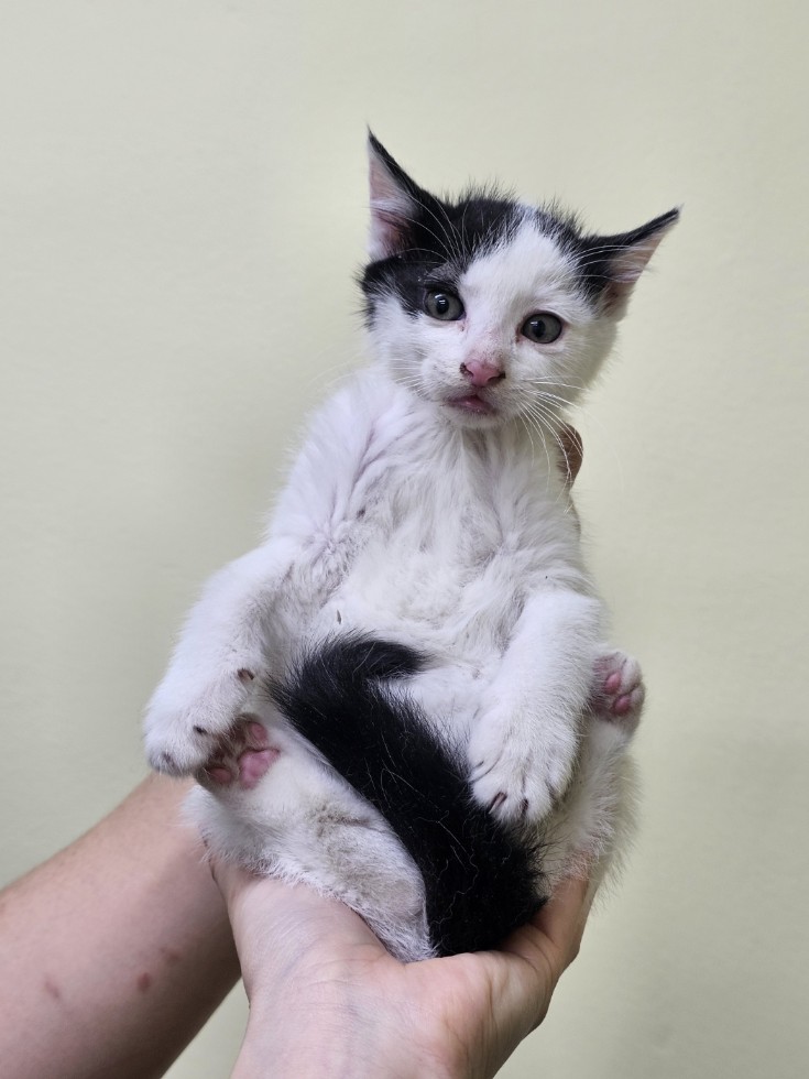 반려동물보호센터_443571202502963