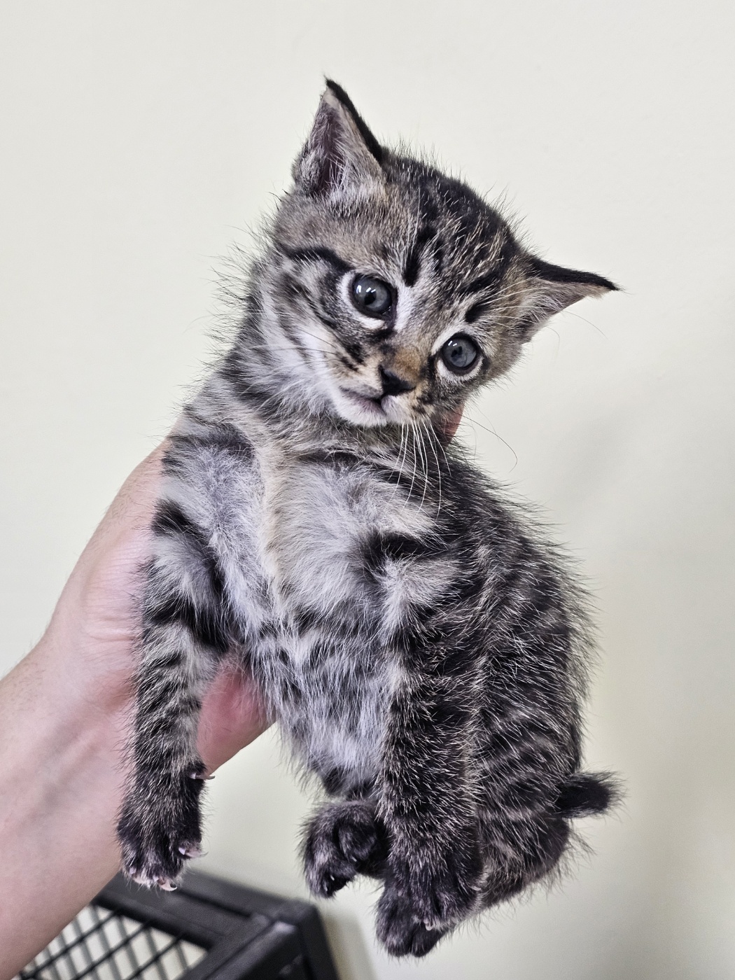 반려동물보호센터_443571202502964