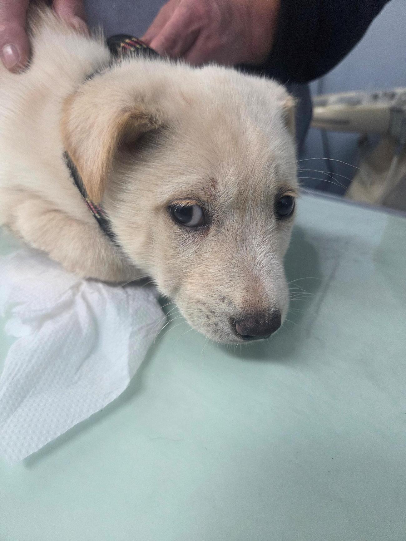 나주유기동물보호센터_446483202501831