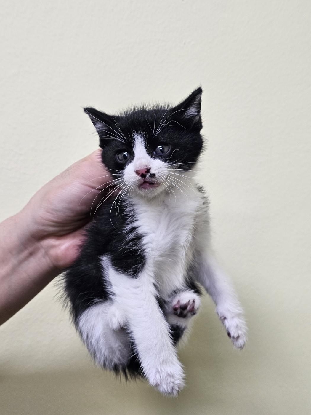 반려동물보호센터_443571202502967