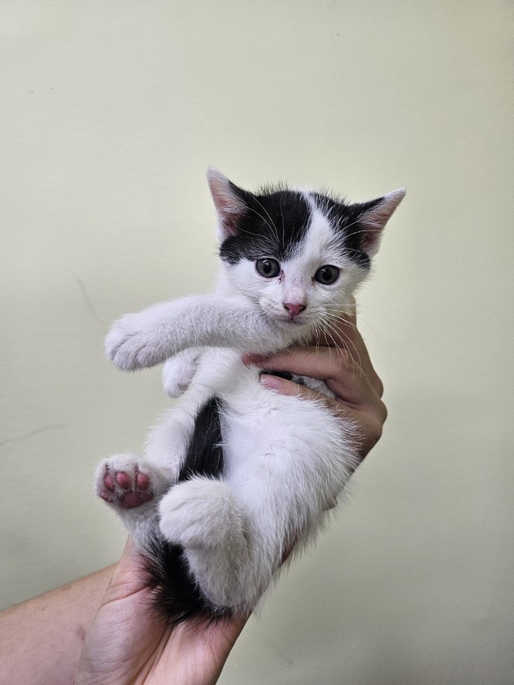 종료(안락사) 한국…