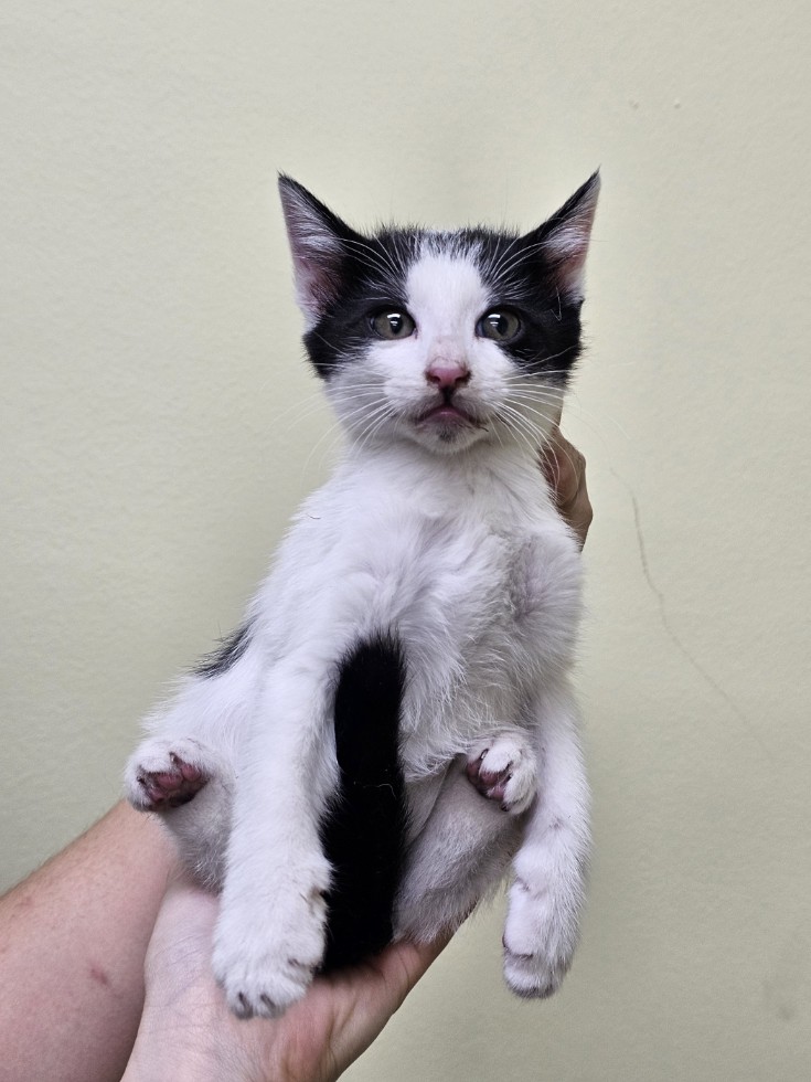 보호중 한국 고양이…