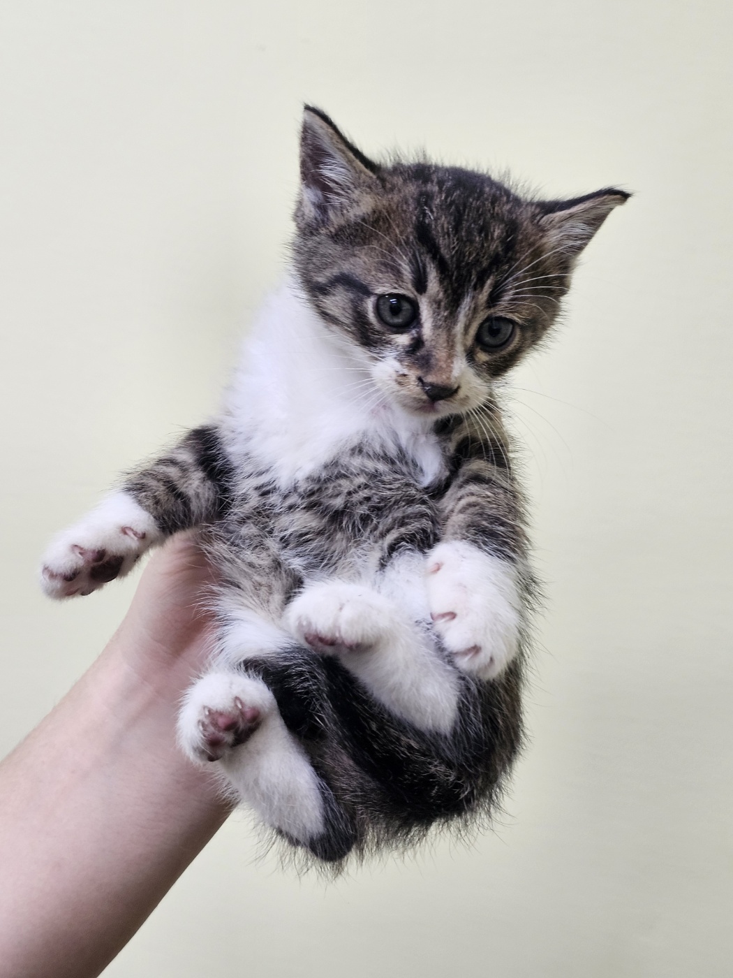 종료(입양) 한국 …