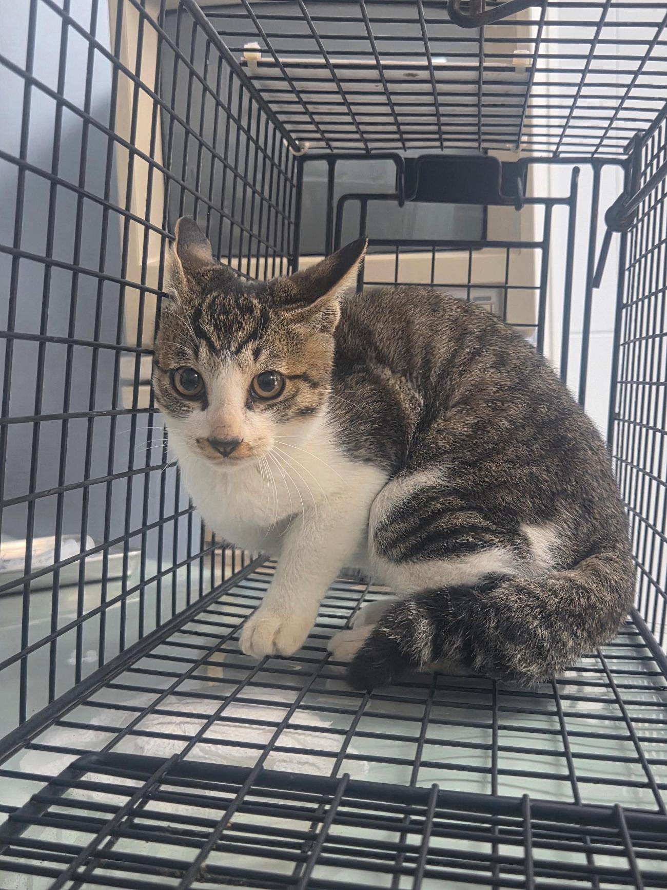 나주유기동물보호센터_446483202501832