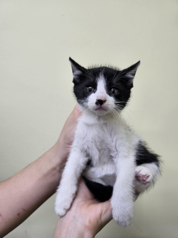 반려동물보호센터_443571202502966